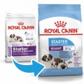 Royal Canin Giant Starter